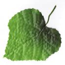 Box EU leaf